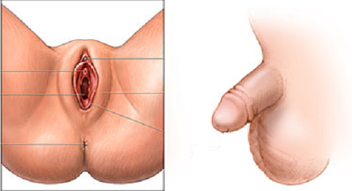 Where To Put The Penis In The Vagina 26